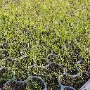HD Flex gras - 20210420_085754.webp