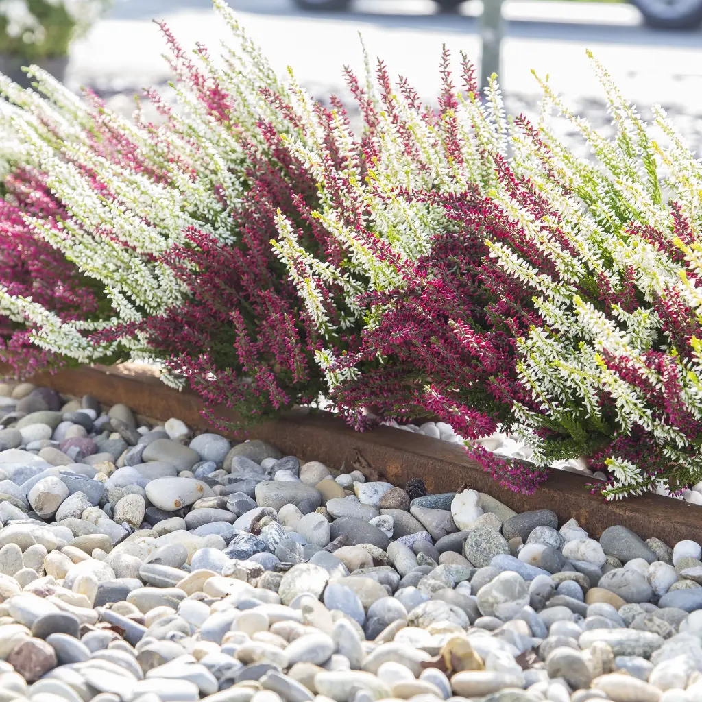 Delta Corten ecco-sept-_r7a6971340.webp